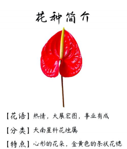 小众送妈妈的花有哪些花