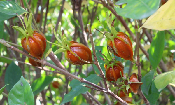栀子是栀子花的果实吗