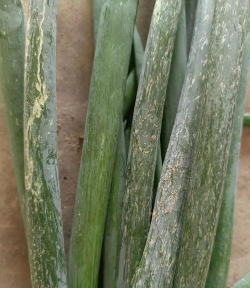 小众送妈妈的花有哪些花