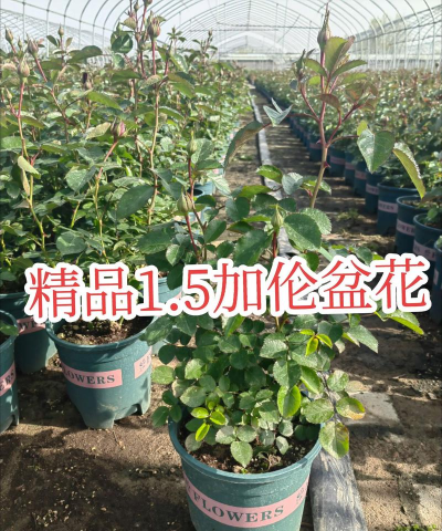 小众送妈妈的花有哪些花