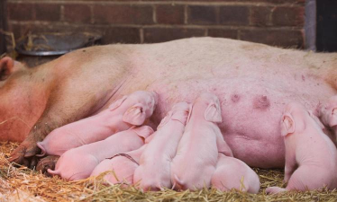 小众送妈妈的花有哪些花