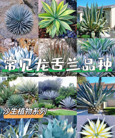 龙舌兰有哪些种类