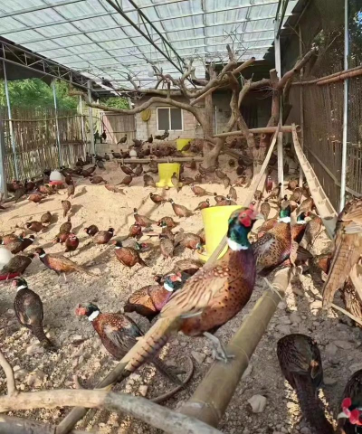 小众送妈妈的花有哪些花