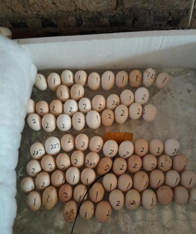 小众送妈妈的花有哪些花