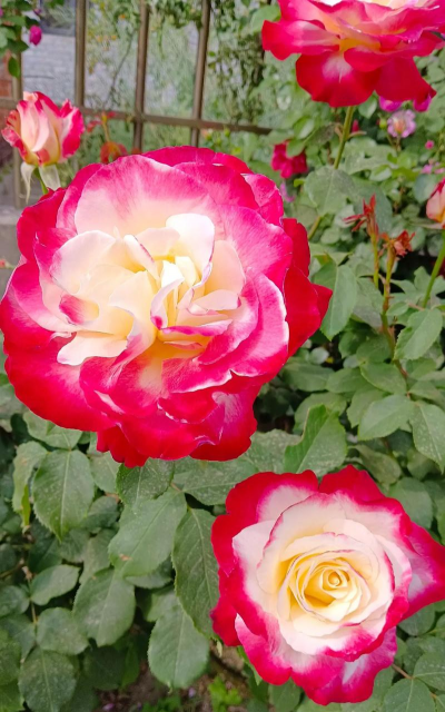 红双喜月季一年开几次花