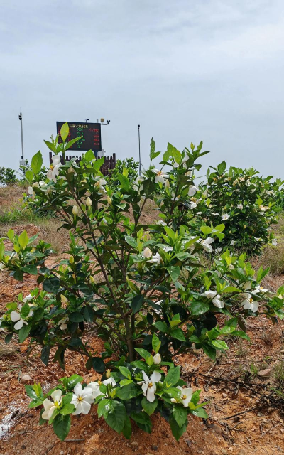 小众送妈妈的花有哪些花