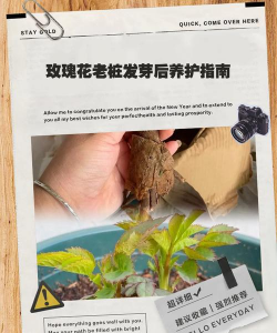 小众送妈妈的花有哪些花
