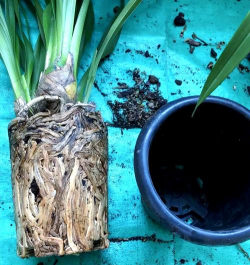 小众送妈妈的花有哪些花