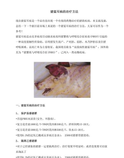 小猪蓝耳怎么治疗