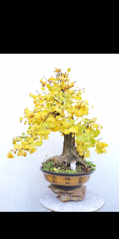 银杏树如何用弄造型