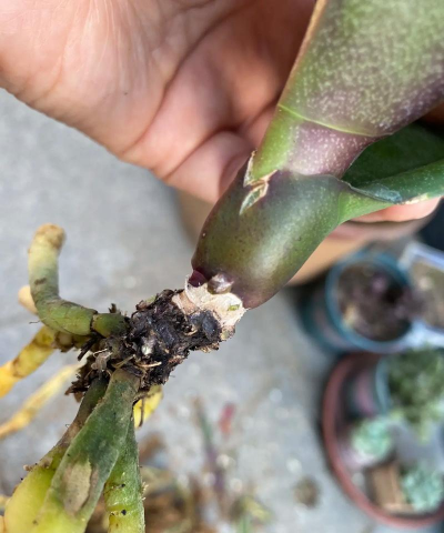 小众送妈妈的花有哪些花