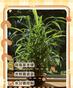 小众送妈妈的花有哪些花