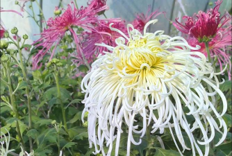 小众送妈妈的花有哪些花