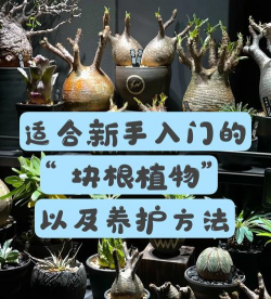 小众送妈妈的花有哪些花
