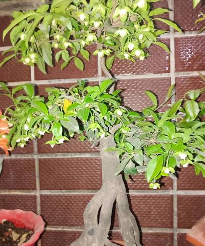 小众送妈妈的花有哪些花