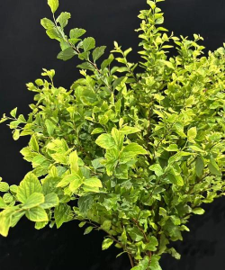 小众送妈妈的花有哪些花