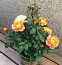 小众送妈妈的花有哪些花