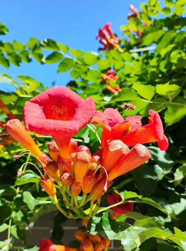 小众送妈妈的花有哪些花