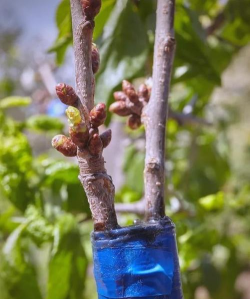 樱花嫁接砧木有哪些