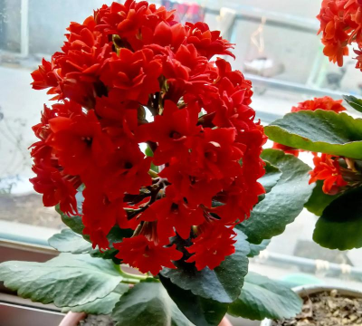 小众送妈妈的花有哪些花