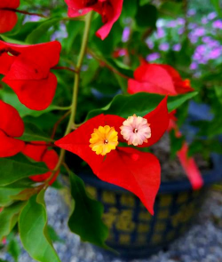 小众送妈妈的花有哪些花