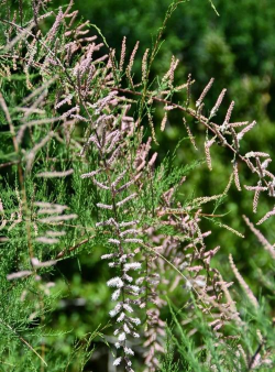 小众送妈妈的花有哪些花