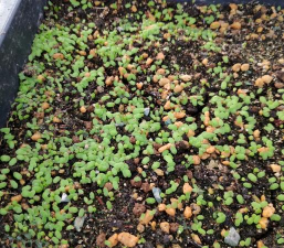 小众送妈妈的花有哪些花