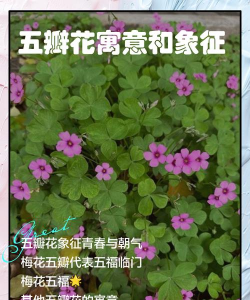 小众送妈妈的花有哪些花