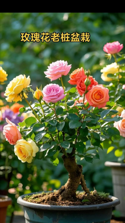 小众送妈妈的花有哪些花