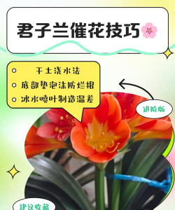 小众送妈妈的花有哪些花