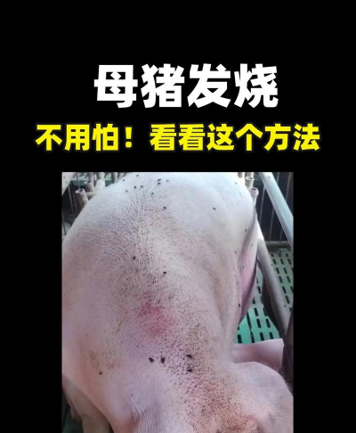 母猪体温下降怎么治疗
