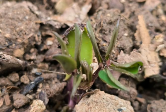 小众送妈妈的花有哪些花
