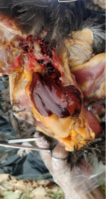 小众送妈妈的花有哪些花