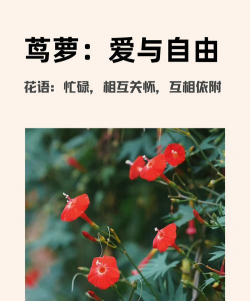 小众送妈妈的花有哪些花