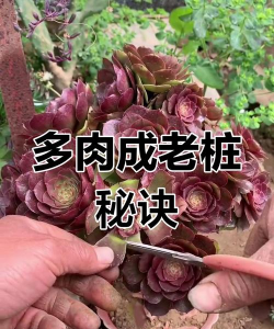 小众送妈妈的花有哪些花