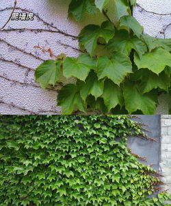 小众送妈妈的花有哪些花