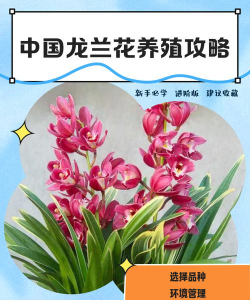 小众送妈妈的花有哪些花