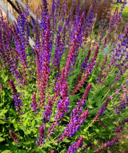 小众送妈妈的花有哪些花