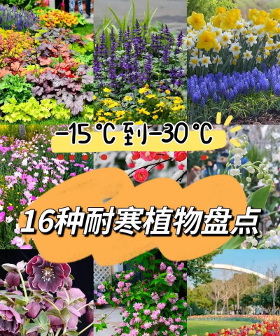 小众送妈妈的花有哪些花