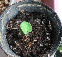 小众送妈妈的花有哪些花