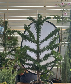 小众送妈妈的花有哪些花