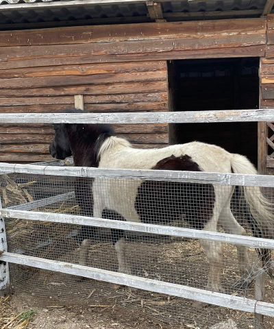 小众送妈妈的花有哪些花