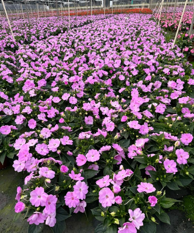 小众送妈妈的花有哪些花