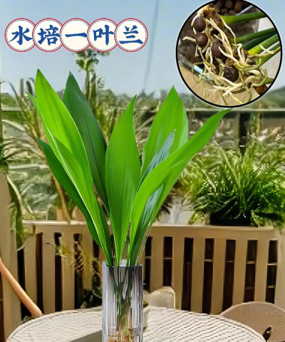 小众送妈妈的花有哪些花