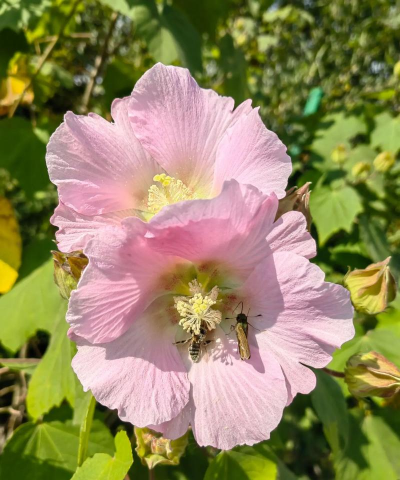 小众送妈妈的花有哪些花