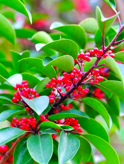 铁冬青有哪些品种