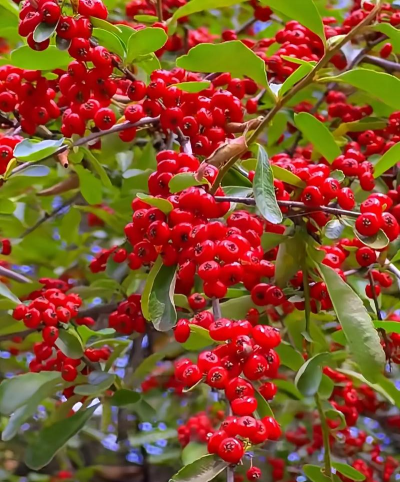 小众送妈妈的花有哪些花