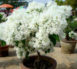 桂花嫁接母本有哪些