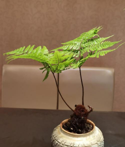 蕨类盆景有哪些品种