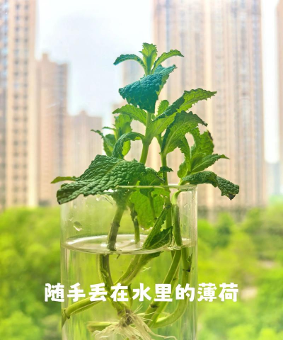 小众送妈妈的花有哪些花